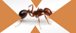 Дезинсекция , Выведение муравьев для дома (коттедж).